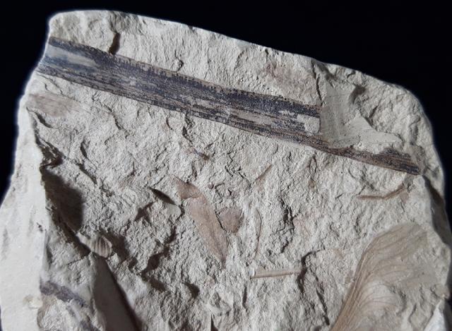 Fruchtkapsel Acer sp. (geflgelter Samen) - Bild © FossNet FossilienStore